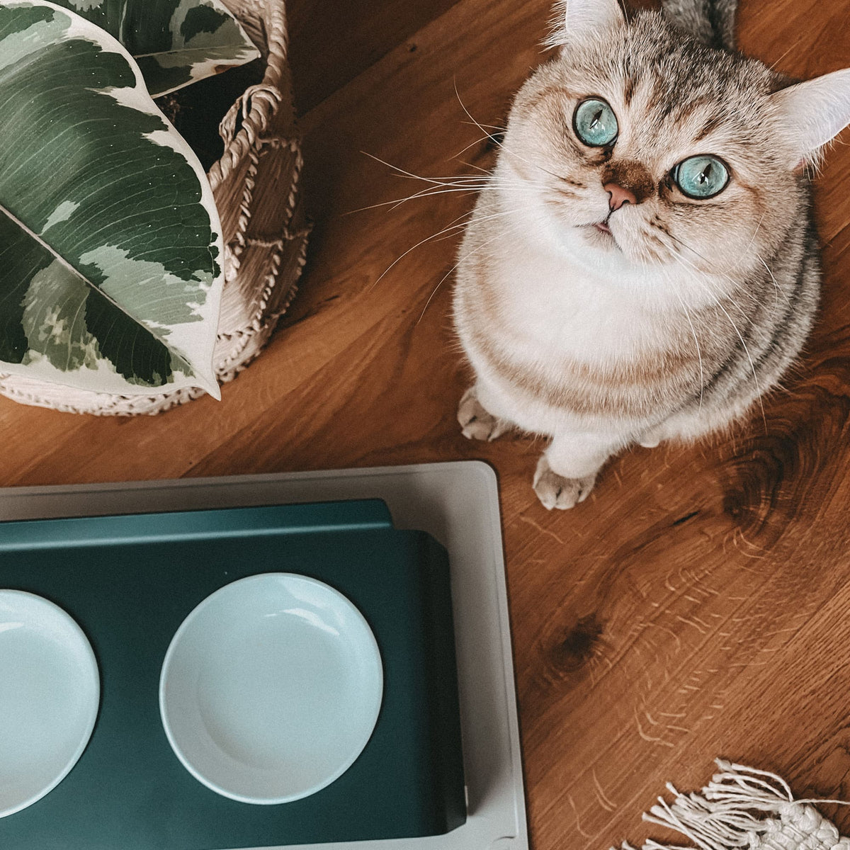 BOWL Melamine Kattenbakje | Set van 2