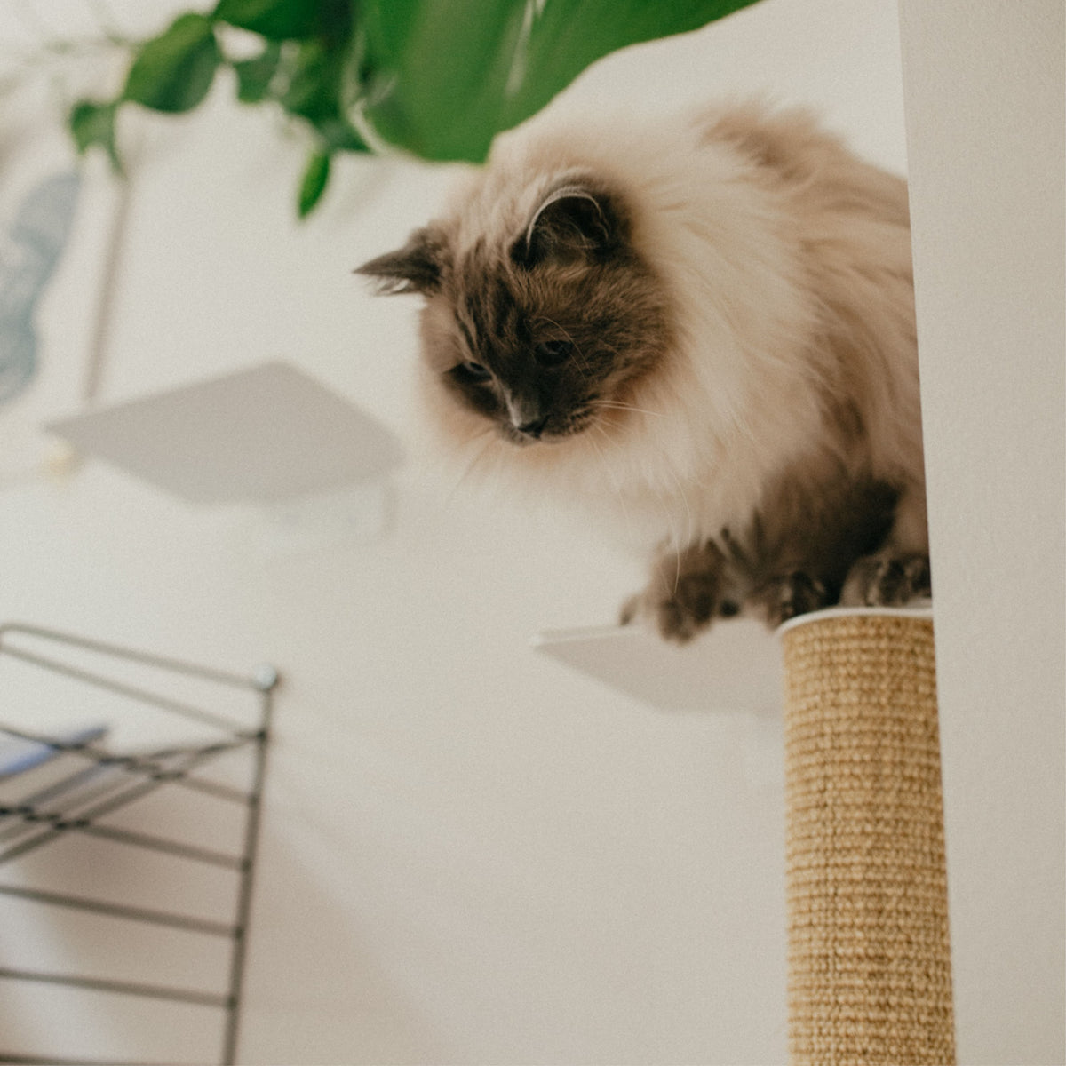 Collectie kattenboom voor aan de muur - hangbrug en wandvoerbak - acrochat Collectie kattenboom voor aan de muur - hangbrug en wandvoerbak - acrochat