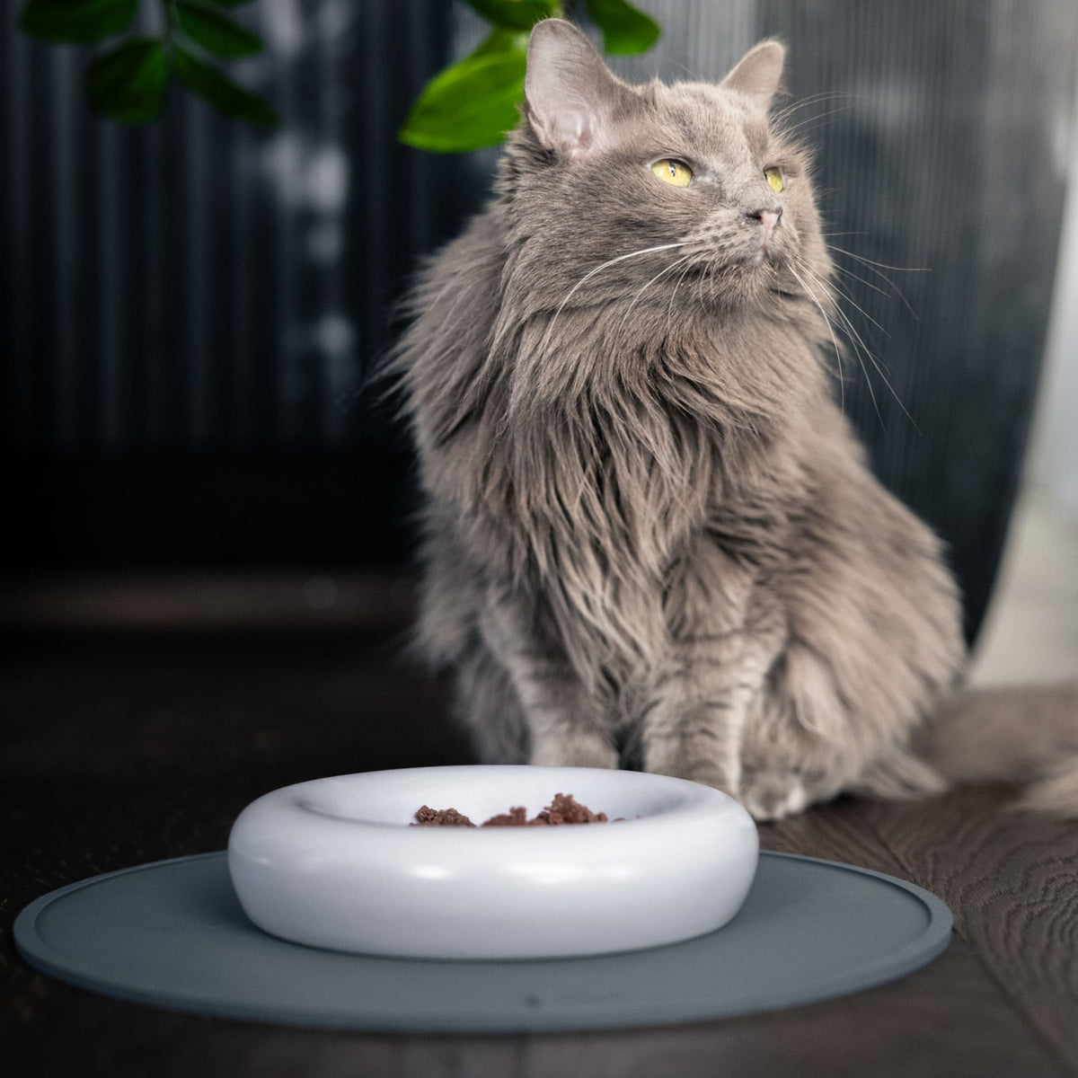 CIRCLE cat food place mat