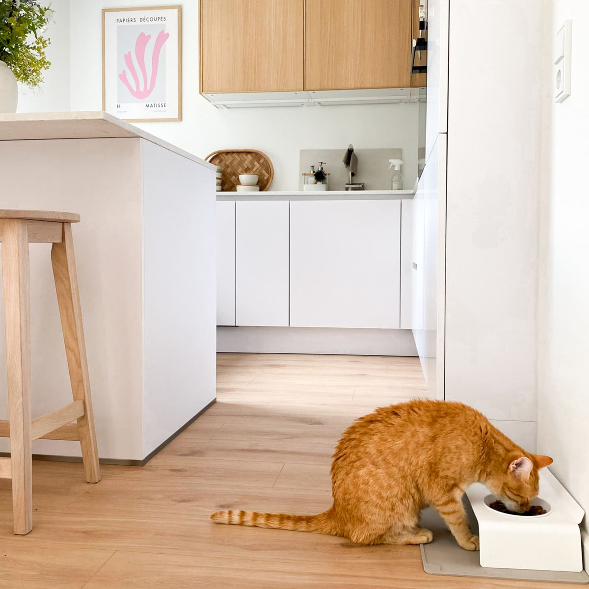 Design Futternapf für Katzen in der Küche