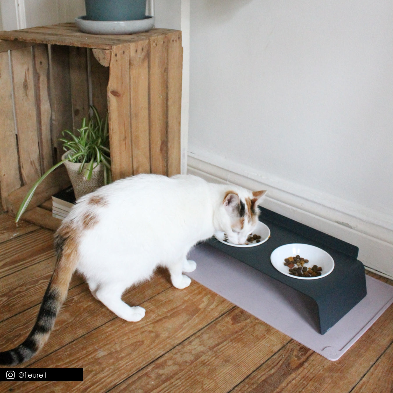 Cat feeding table best sale