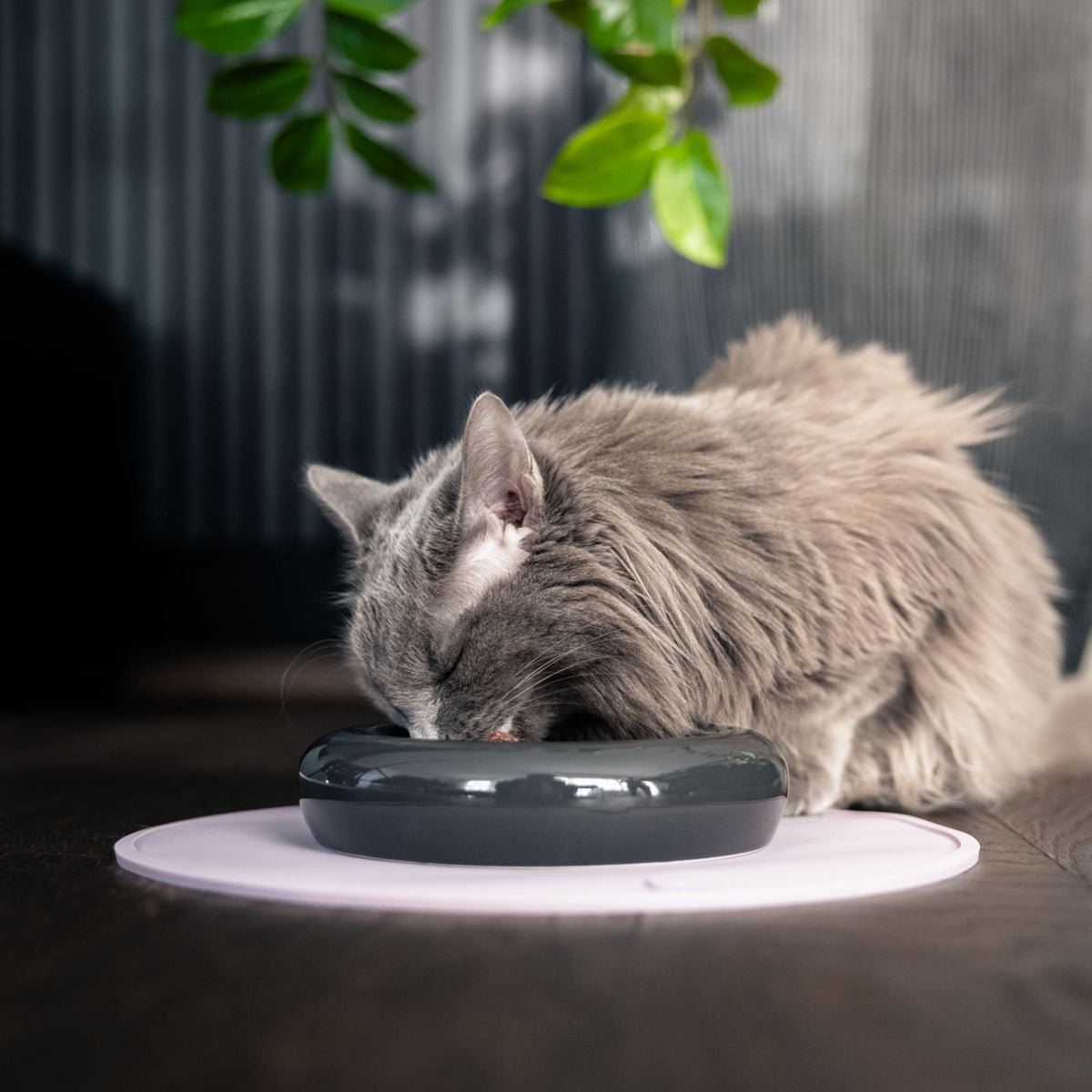 DROP Ciotola per gatti