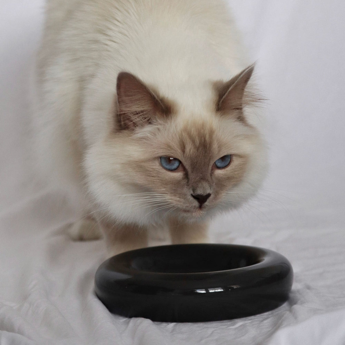 DROP cat food bowl