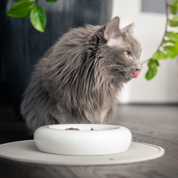 Katze frisst aus dem DROP Katzennapf in Weiß-Hochglanz – organisch geformter Porzellannapf.