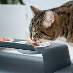 erhöhter Katzennapf