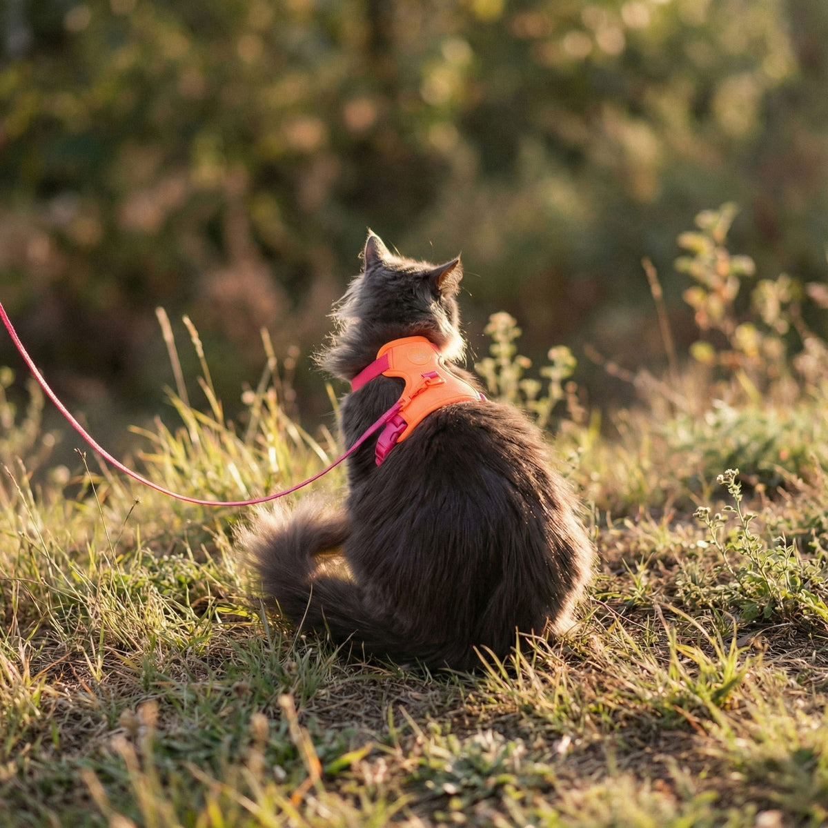 EXPLORER cat harness