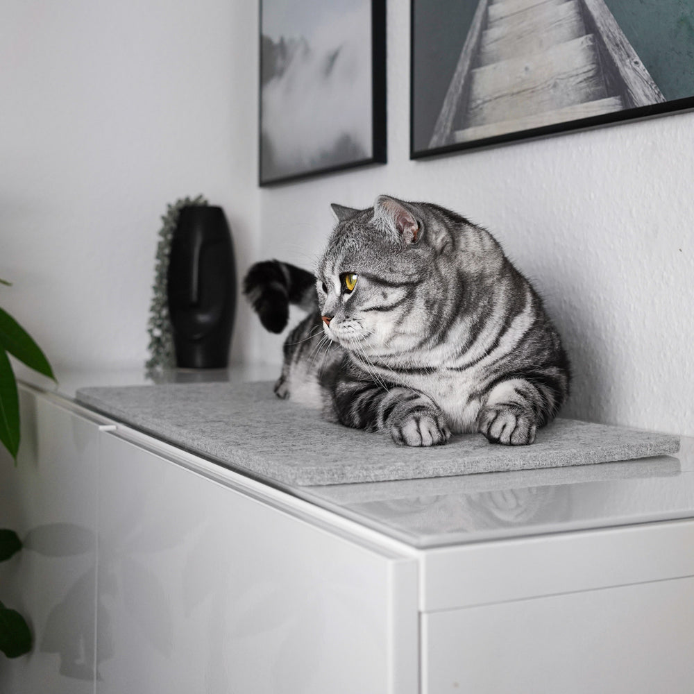 Cyperse kat ligt op grijze FELTY vensterbankhoes van wolvilt op een dressoir