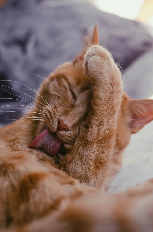 Felines Coronavirus FCoV