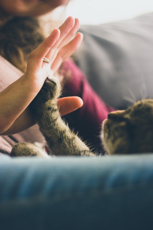 FIP Infektion bei Katzen