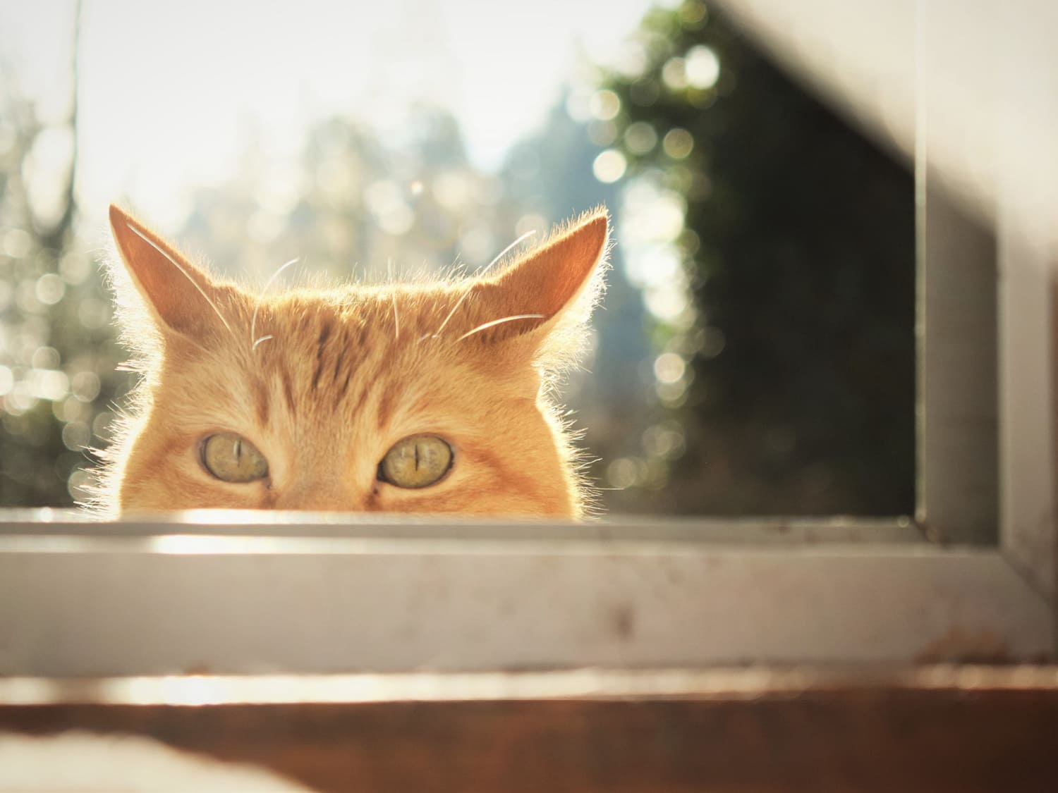 Gefahr erkannt, Katzen geschtzt Warum gekippte Fenster Vorsicht erf - LucyBalu Gefahr erkannt, Katzen geschtzt Warum gekippte Fenster Vorsicht erf - LucyBalu