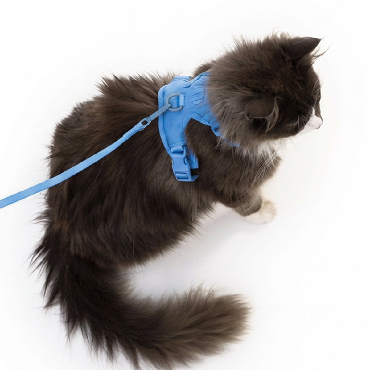 Katzengeschirr blau LucyBalu