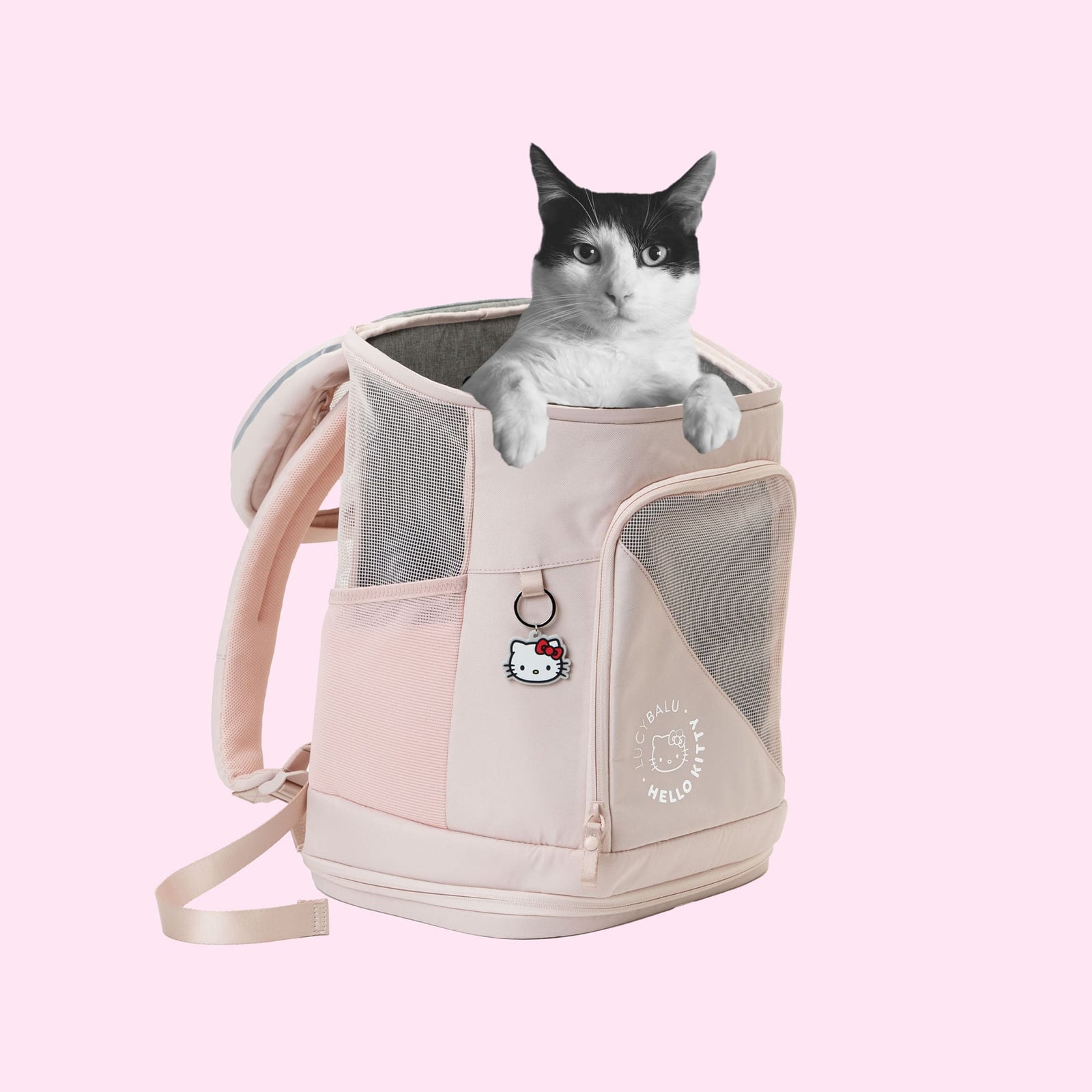 Hello kitty cat carrier hotsell