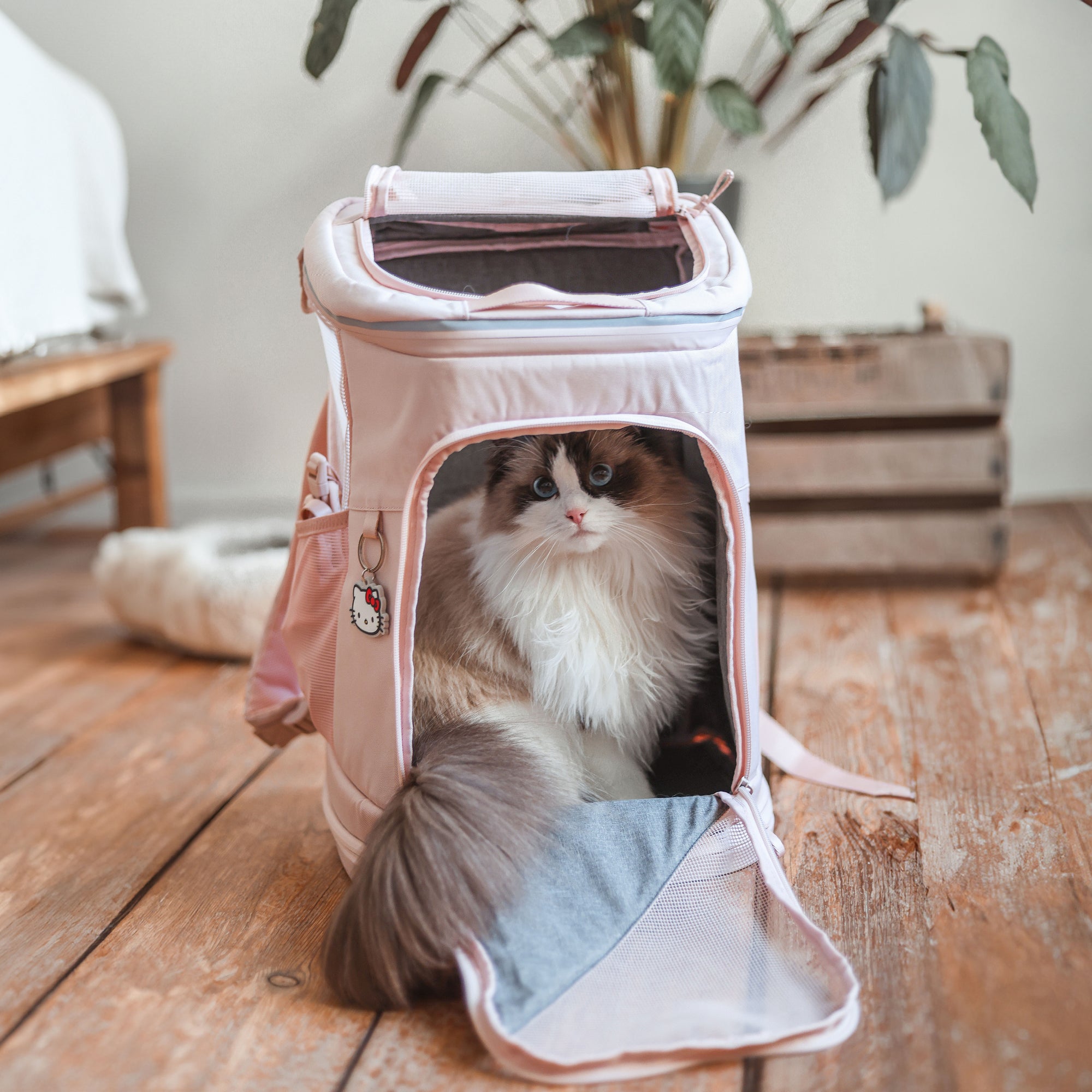 Backpack you can put your cat in online