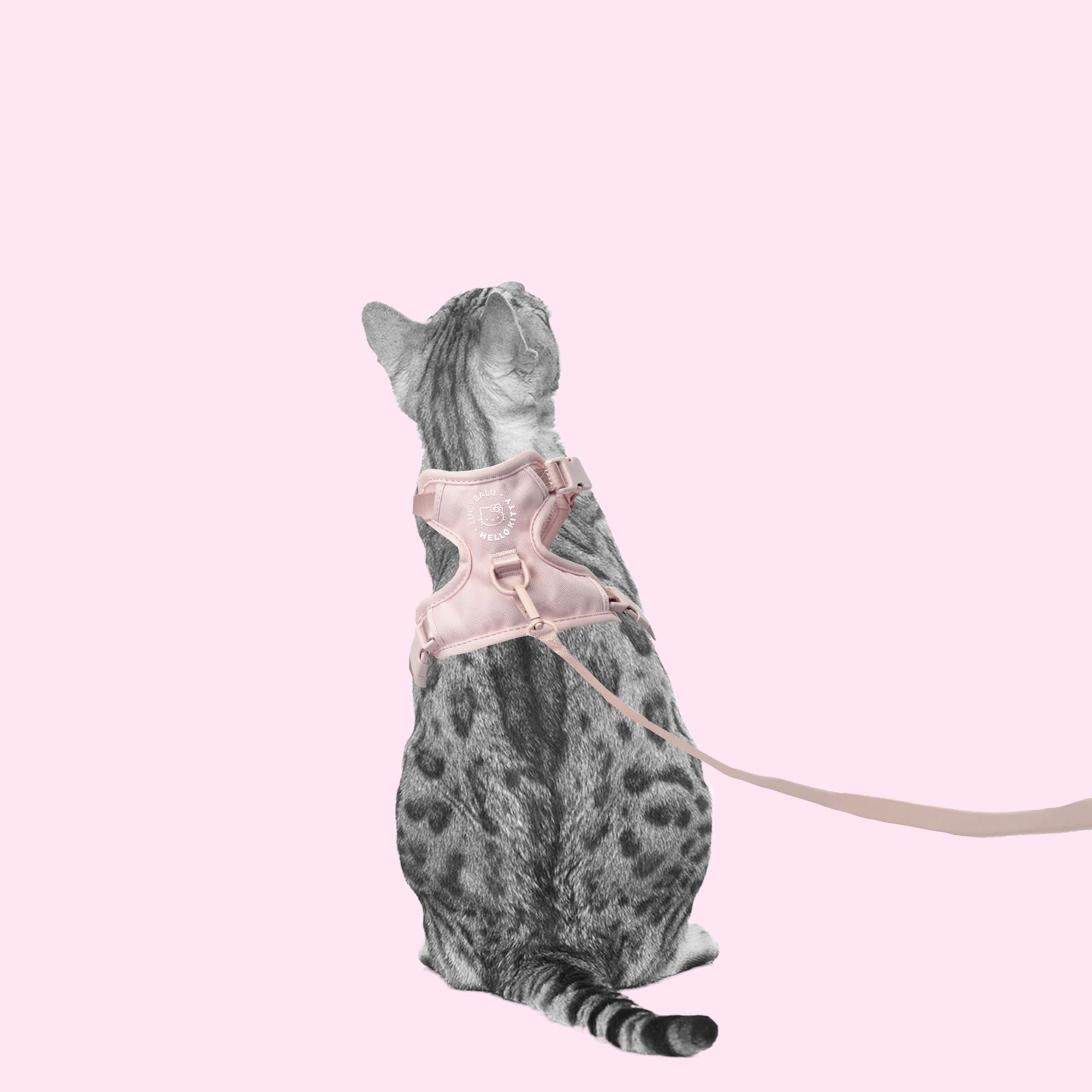 LucyBalu® Cat Harness with Leash - Hello Kitty Edition