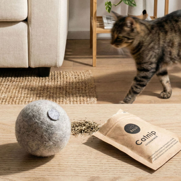 Un chat tigré s'approchant de la balle en feutre MINT BALL grise avec herbe à chat et sachet d'herbe à chat sur une table en bois