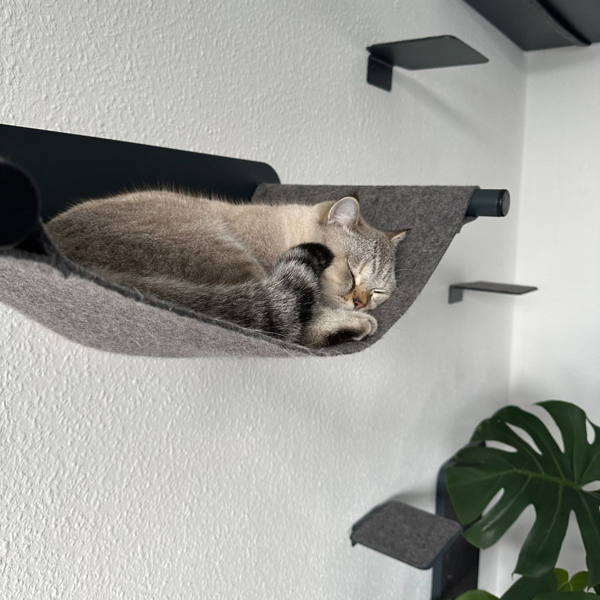 Cat wall set anthracite - SCRATCHPAD