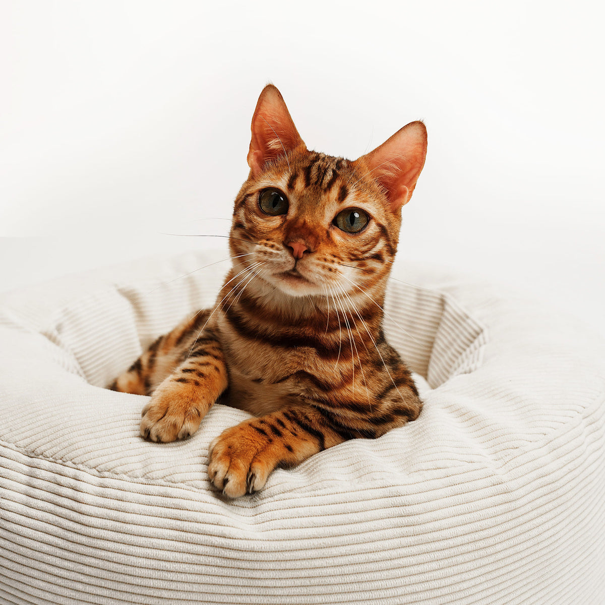 Katze liegt entspannt im beigen Katzenbett aus weichem Cordstoff von LucyBalu vor weißem Hintergrund.