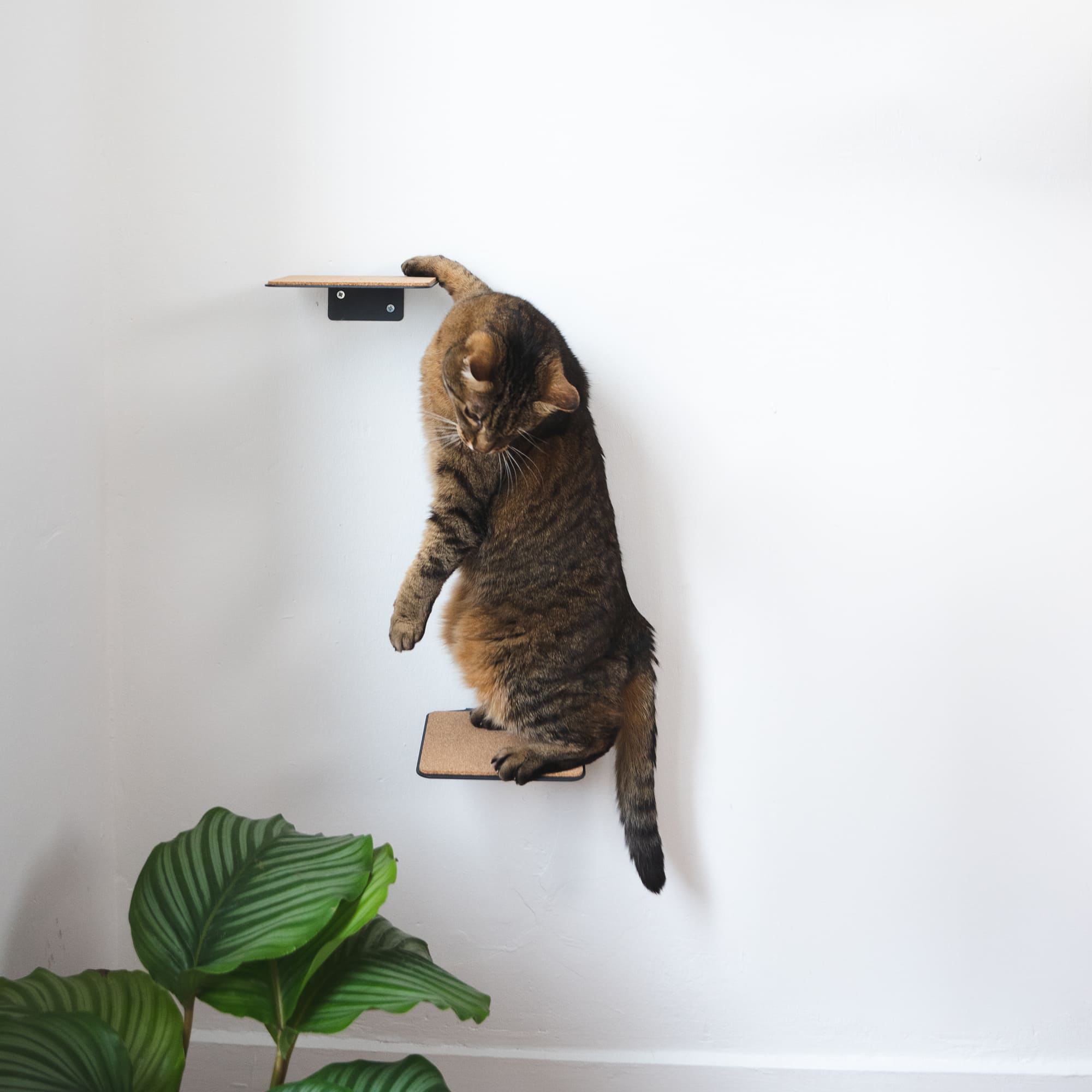 Katzenwand Set anthrazit - LucyBalu