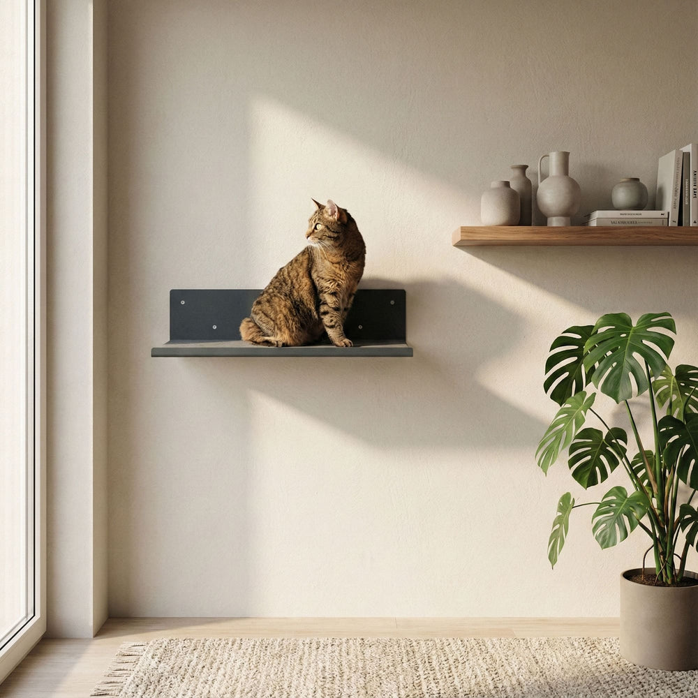 Gatto seduto sulla mensola a parete STRAIGHT in antracite – salotto moderno con scaffale e pianta.