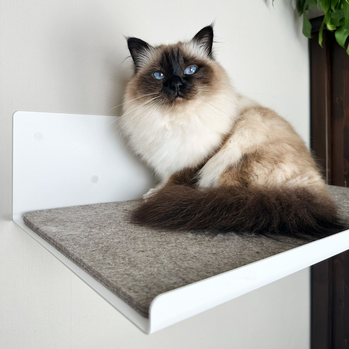 B-Stock: STRAIGHT Cat wall board