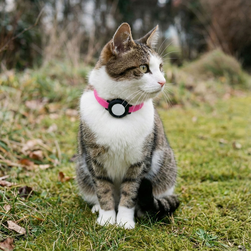 Un chat tigré avec collier NEMO rose et boucle de sécurité dans l'herbe