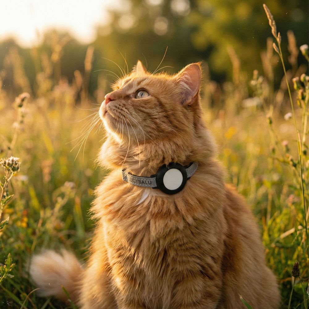 Un chat roux à poil long dans un pré à la lumière du soir avec collier pour chat DORI réfléchissant et AirTag