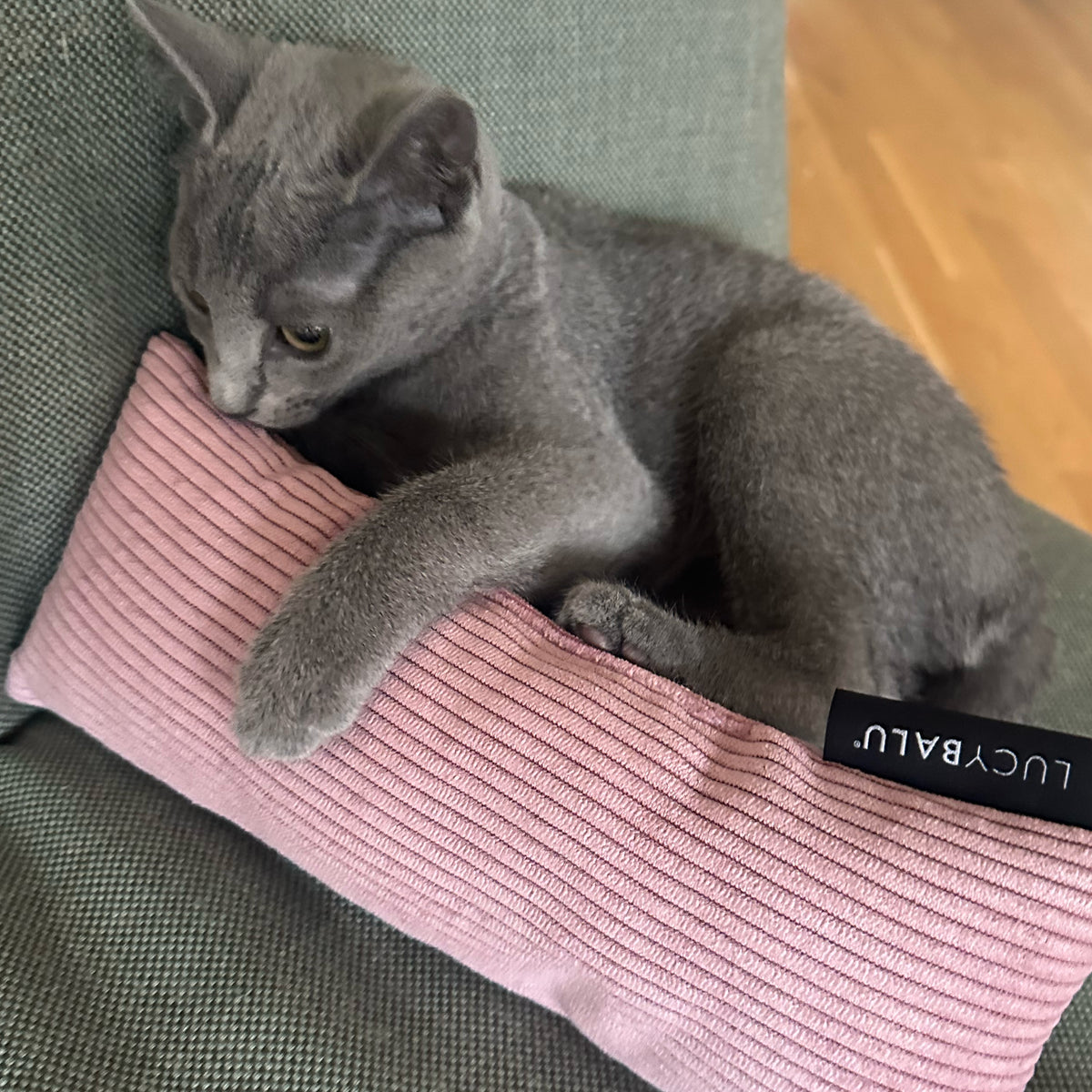 Graue Katze liegt auf Sofa und umklammert rosa Cord Bunny Kick Kissen mit Katzenminze von LucyBalu