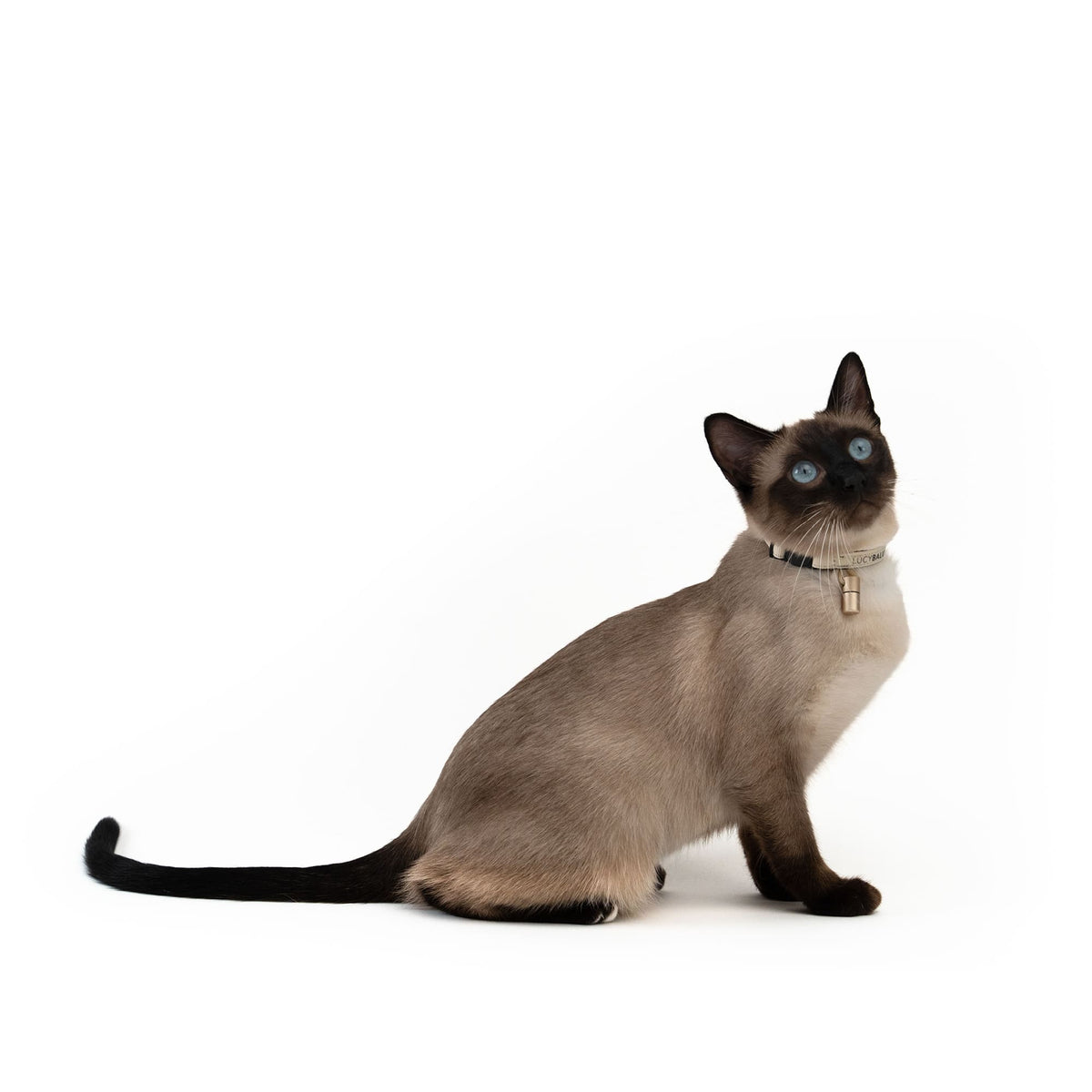 Katze mit verstellbarem Halsband und Sicherheitsverschluss – ideal für Freigänger mit Stil.