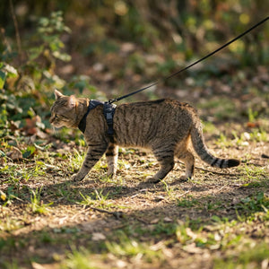 EXPLORER Katzengeschirr