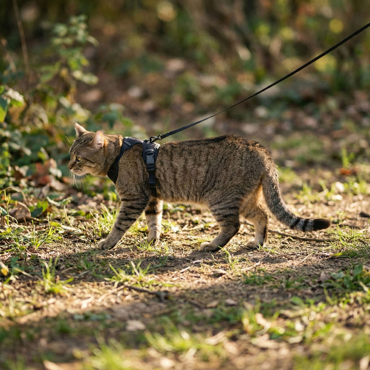 EXPLORER cat harness