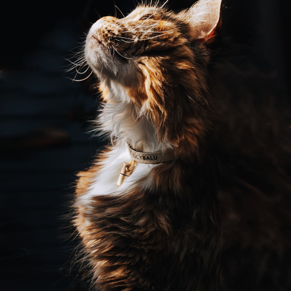 Katze mit stylischem Nylon-Katzenhalsband und Notfallkapsel – hochwertiges Zubehör für Freigänger.