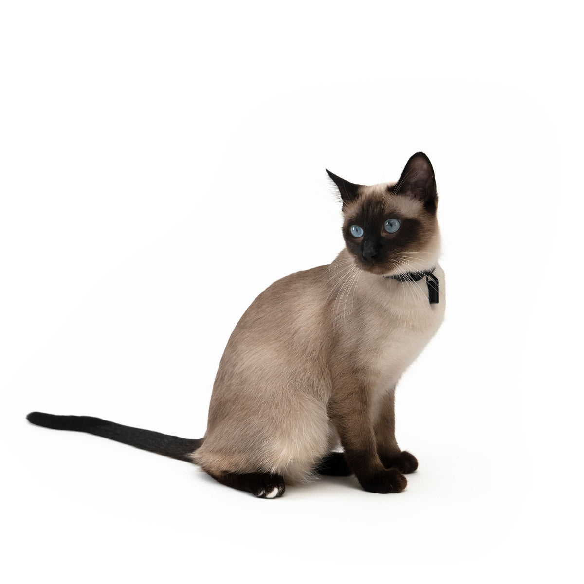 Siamkatze mit schwarzem Halsband aus robustem Nylon – sicheres Katzenzubehör für den Alltag.