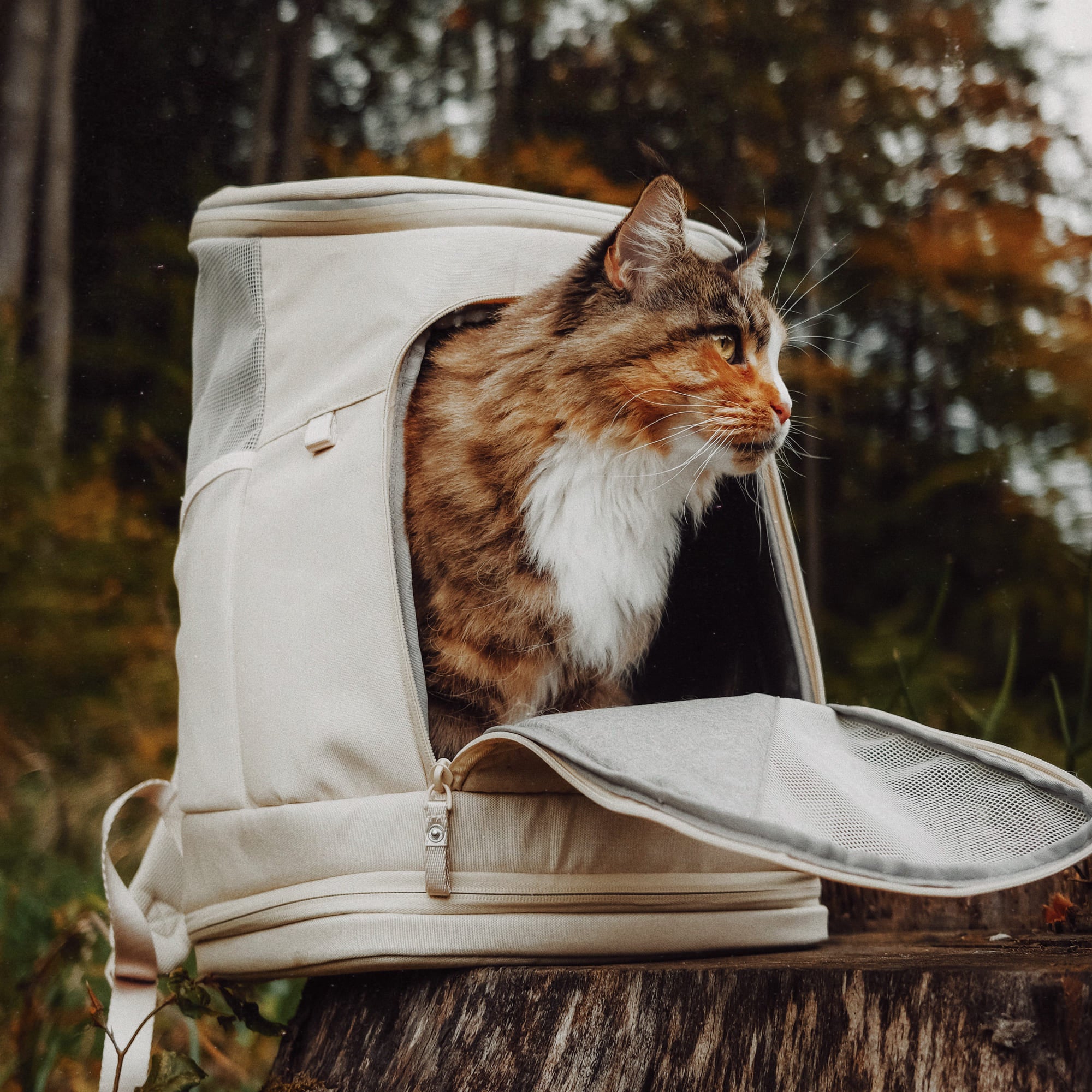 HOP ON Cat Backpack