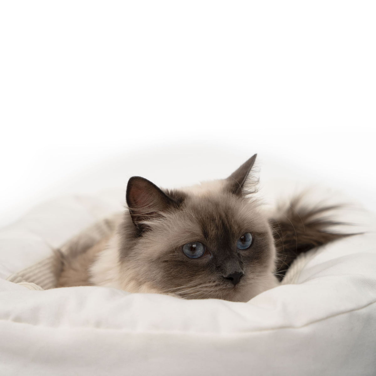 B-Stock: DINGHY cat bed