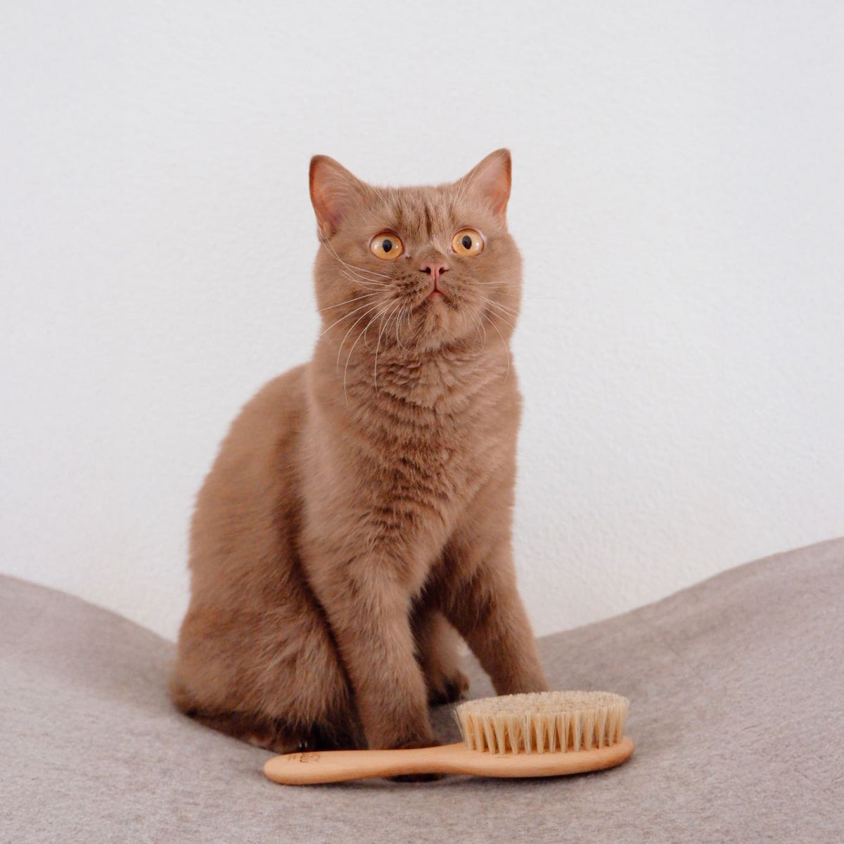 FIGARO Brosse pour chat