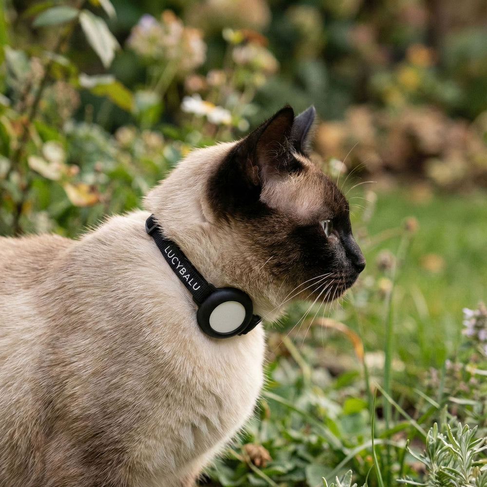 Un chat dans le jardin avec collier pour chat DORI noir et support pour AirTag