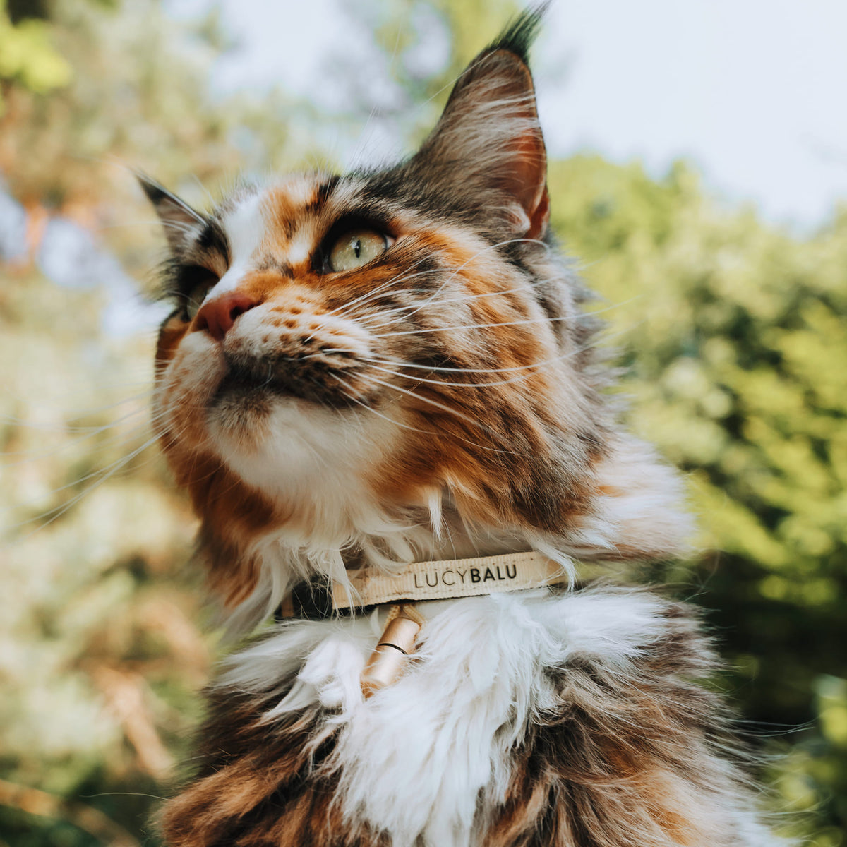 LucyBalu® Premium kattenhalsband met naamcapsule, scheurvaste halsband van nylon, kattenhalsband met veiligheidssluiting, capsule-hanger voor contactgegevens, in grootte verstelbaar, zand LucyBalu® Premium kattenhalsband met naamcapsule, scheurvaste halsband van nylon, kattenhalsband met veiligheidssluiting, capsule-hanger voor contactgegevens, in grootte verstelbaar, zand