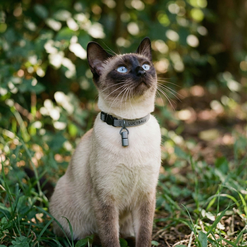 Collier pour chat WILLY avec capsule à nom en gris