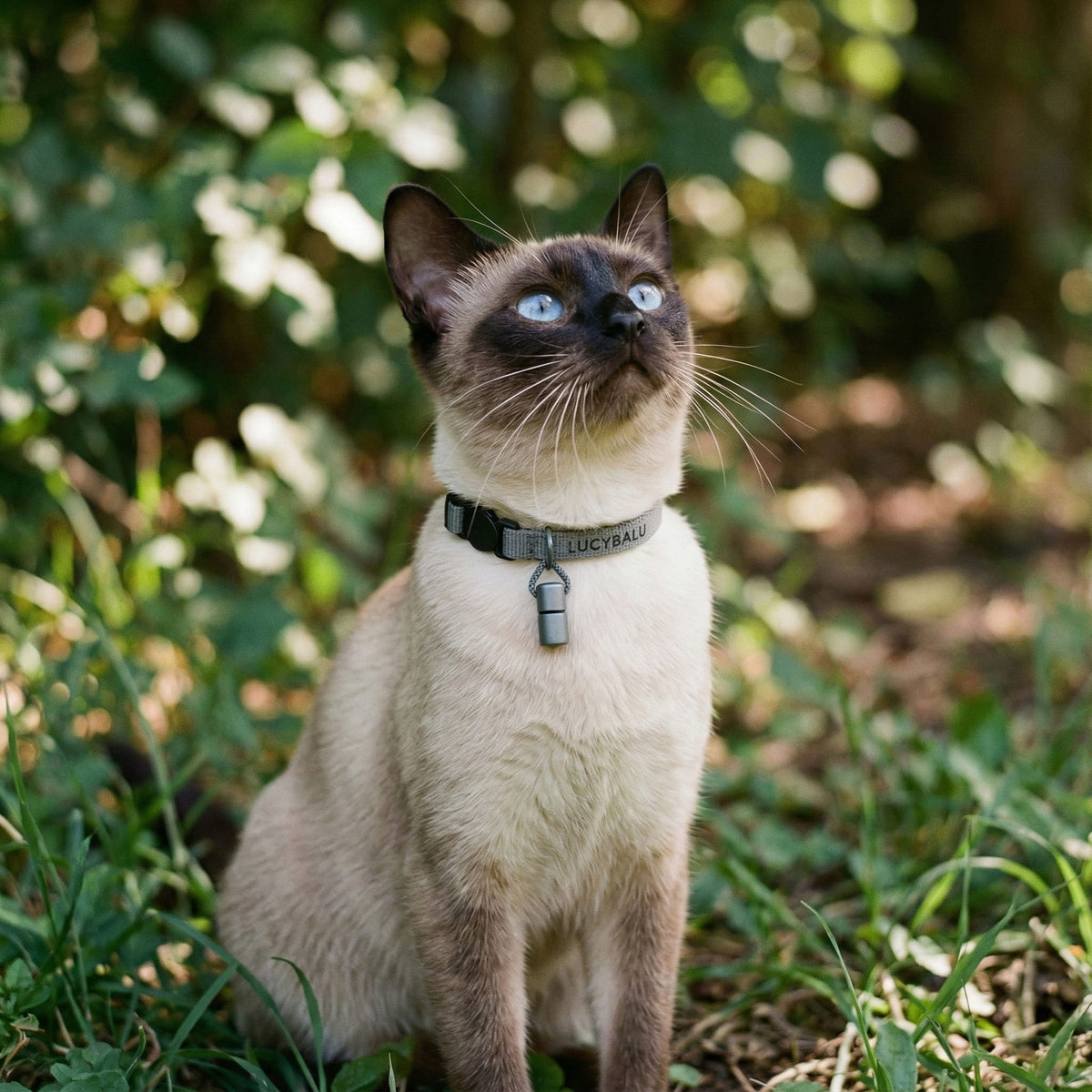 WILLY collier pour chat avec boîtier personnalisé