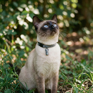 WILLY collier pour chat avec boîtier personnalisé