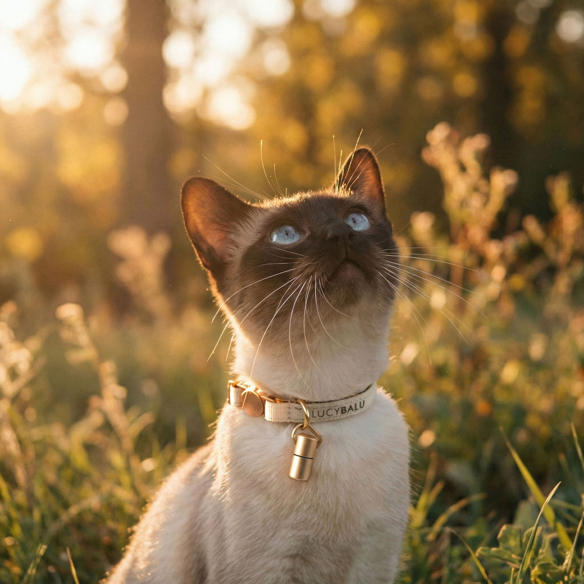 LucyBalu® Premium Katzenhalsband mit Namenskapsel | Reißfestes Halsband aus Nylon | Katzen-Halsband mit Sicherheitsverschluss | Kapsel-Anhänger für Kontaktdaten | Größenverstellbar | Schwarz LucyBalu® Premium Katzenhalsband mit Namenskapsel | Reißfestes Halsband aus Nylon | Katzen-Halsband mit Sicherheitsverschluss | Kapsel-Anhänger für Kontaktdaten | Größenverstellbar | Schwarz