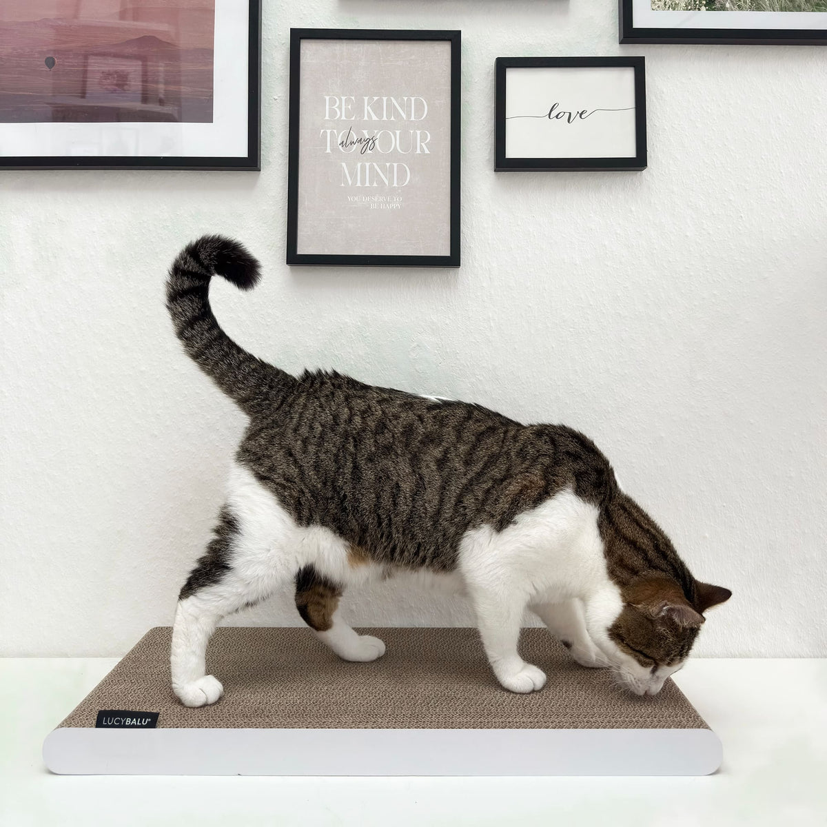 Cat Boarding Cat Love Pet Shop Cardboard Cat Bed High-quality