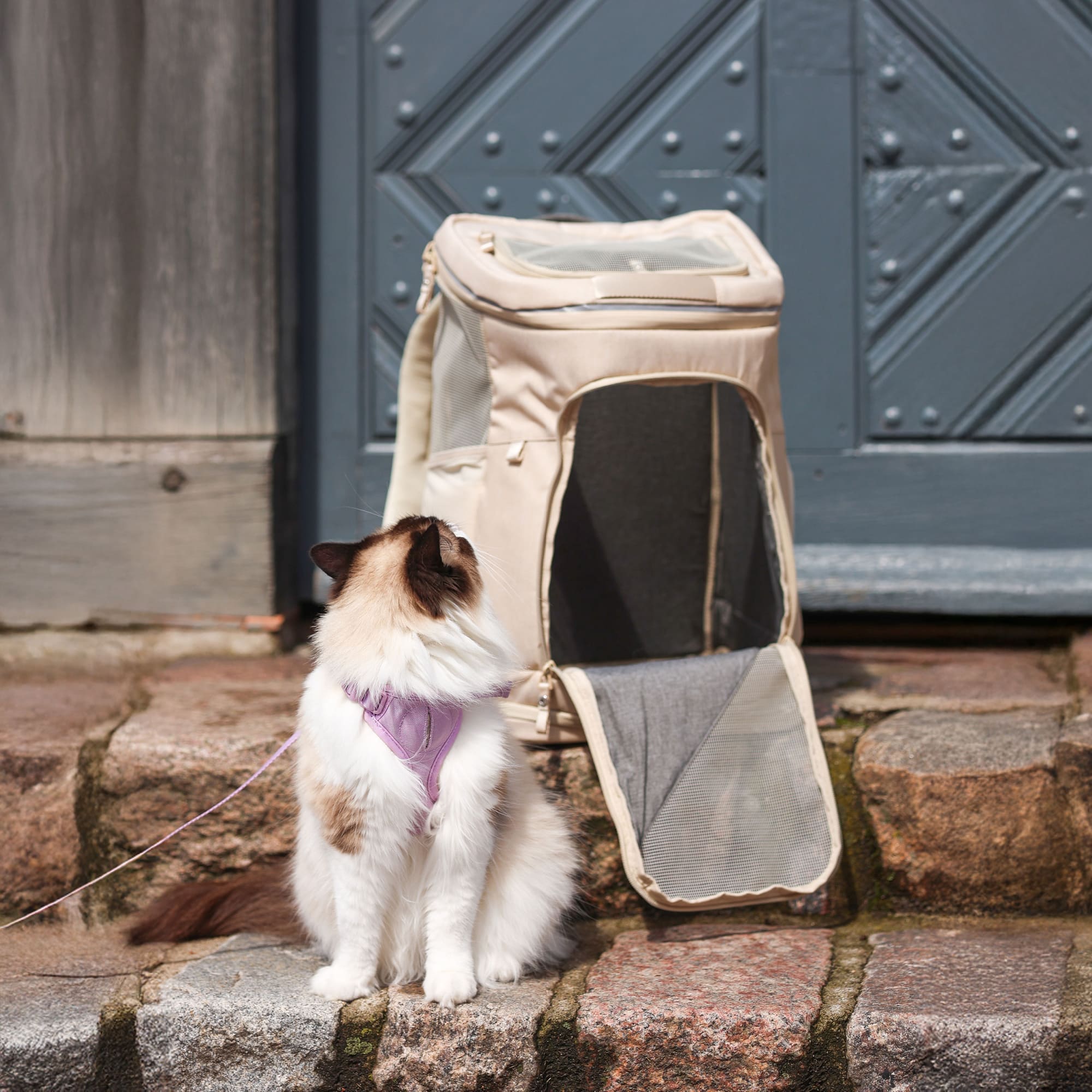 Katze Mit Rucksack LucyBalu - Katzenrucksack HOP-ON zum Transport von Katzen