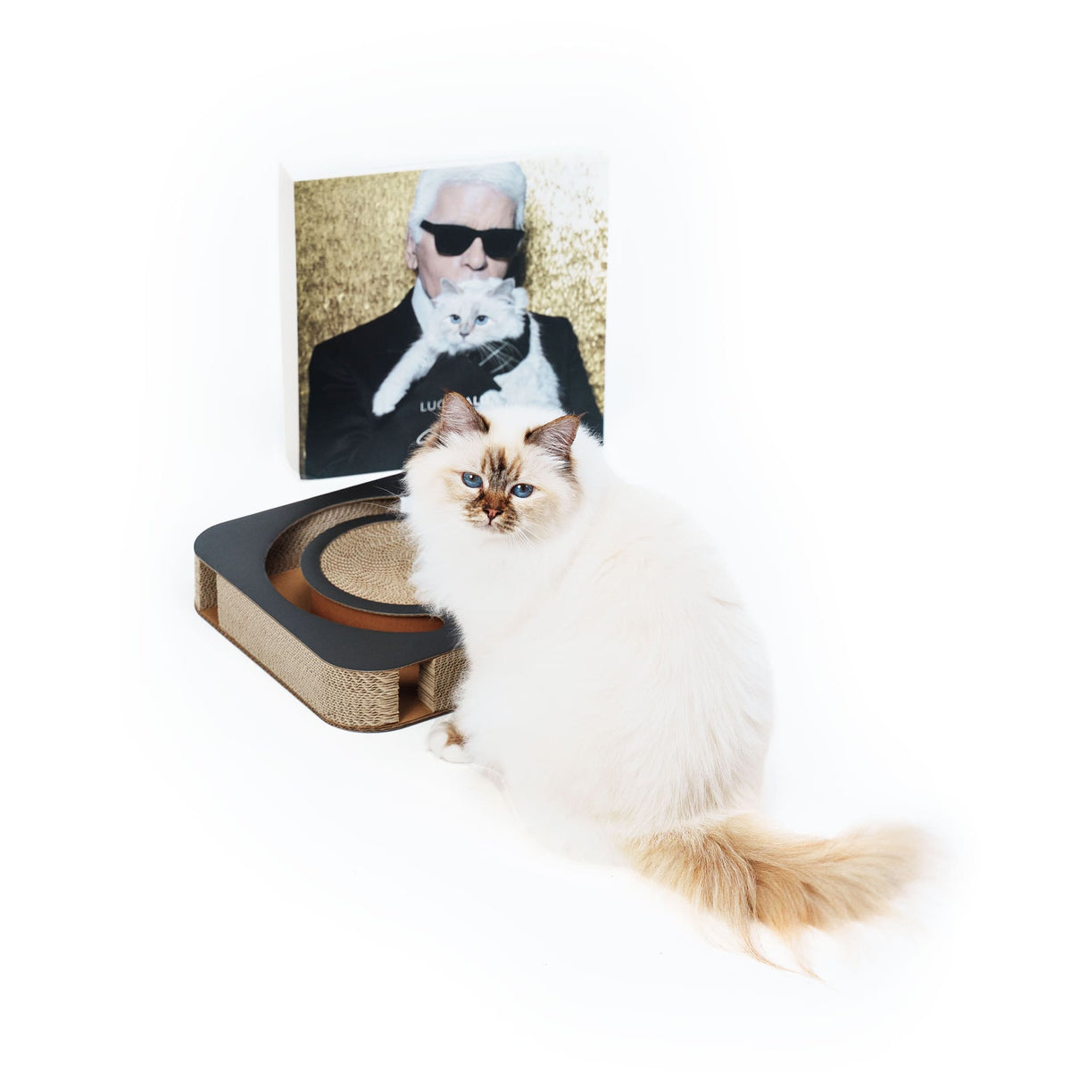 Katze sitzt neben dem Spielbrett im Karl-Lagerfeld-Design – mit robuster Wellpappe und Ballbahn.