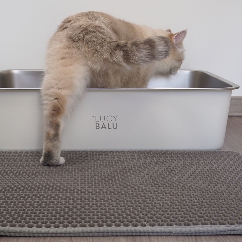 katze steigt von katzenstreumatte in katzenklo