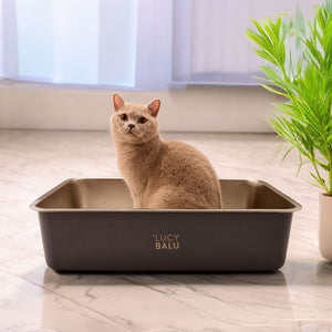Beige Katze sitzt aufrecht in moderner Katzentoilette aus Metall in Anthrazit mit LUCY BALU-Logo – minimalistisches Interieur mit Pflanze im Hintergrund