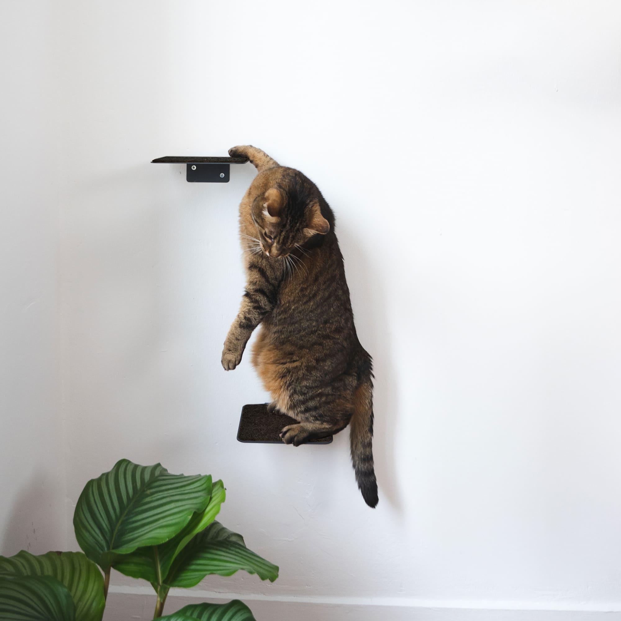 Cat wall set anthracite - CATWALK - LucyBalu