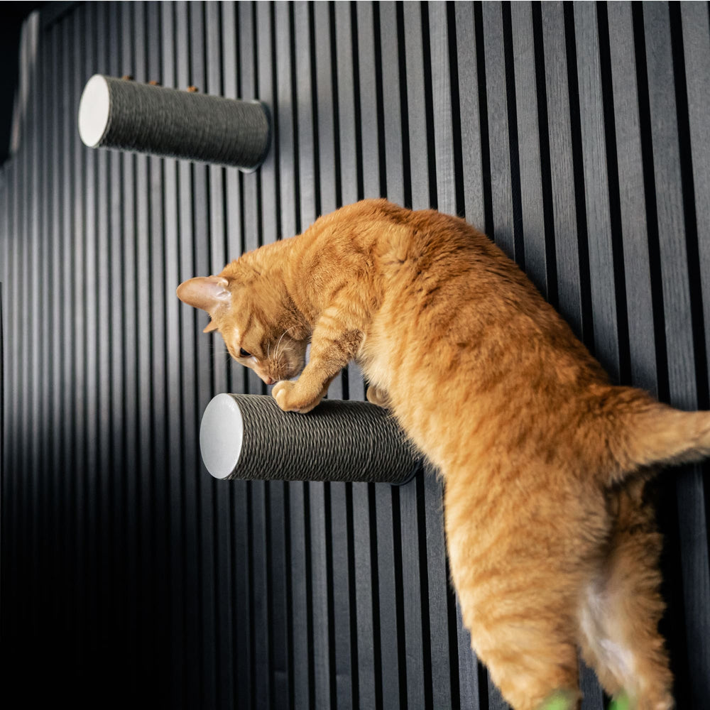 Griffoir JUMPER LITE en anthracite : un chat roux descendant entre deux griffoirs muraux