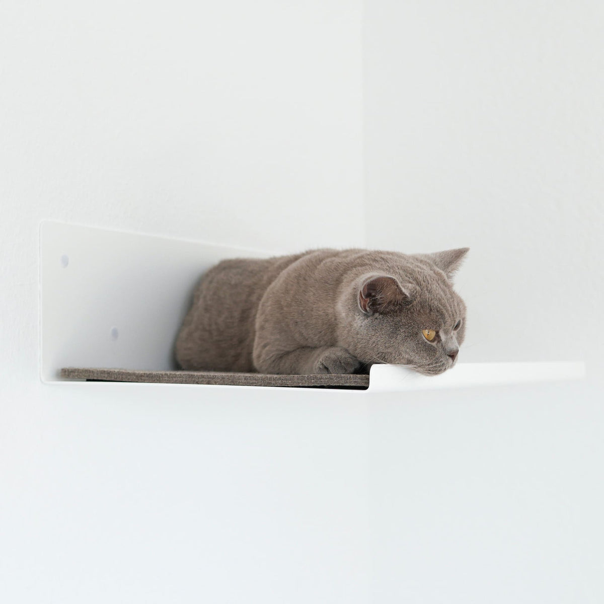 B-Stock: STRAIGHT Cat wall board