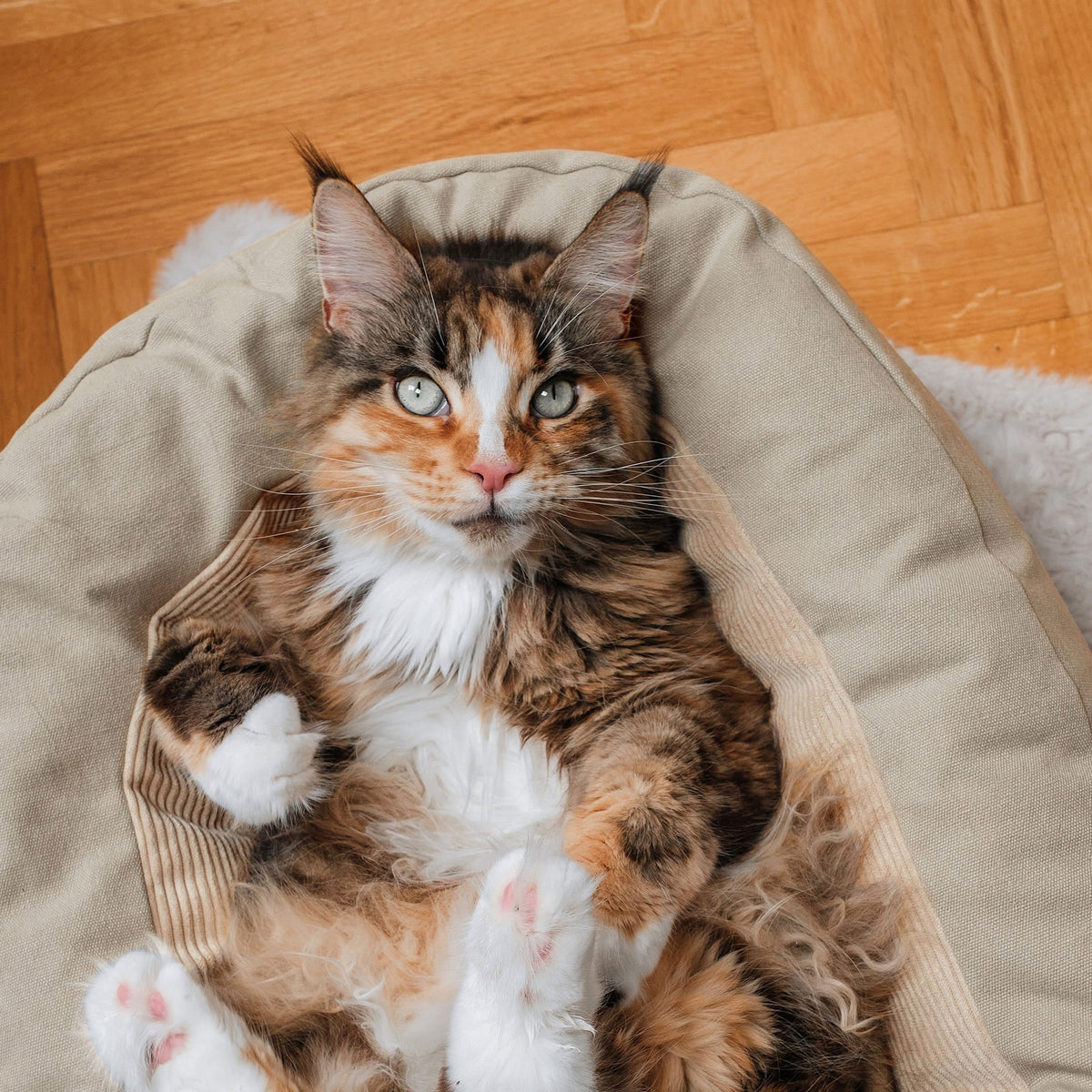 Katzenbett in sand mit Katze